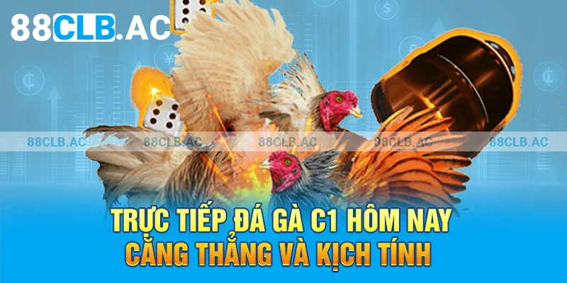 Trực tiếp đá gà C1 hôm nay căng thẳng và kịch tính
